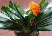 客廳放什么植物好？客廳植物選什么好？