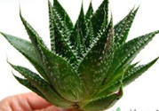 什么植物吸收甲醛最好？吸收甲醛的室內(nèi)植物