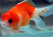 家里養(yǎng)什么魚好？家里養(yǎng)魚幾條最好？
