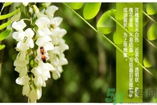洋槐蜜的鑒別方法是什么？洋槐蜜多少錢一斤？