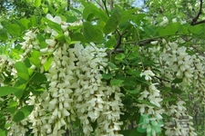 洋槐蜜的鑒別方法是什么？洋槐蜜多少錢一斤？