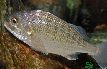 魚眼睛可以吃嗎？吃魚眼睛有什么好處？