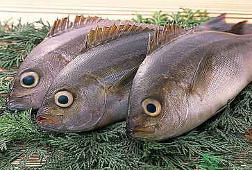 魚眼睛可以吃嗎？吃魚眼睛有什么好處？