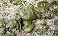 地皮菜是發(fā)物嗎？地皮菜的功效與禁忌