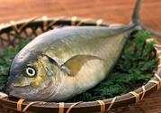 吃魚眼睛對眼睛有好處嗎？吃什么魚對眼睛好？