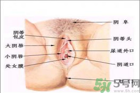 引起外陰瘙癢的疾病有哪些？治療外陰瘙癢的偏方有哪些？