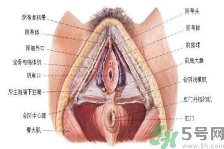 引起外陰瘙癢的疾病有哪些？治療外陰瘙癢的偏方有哪些？