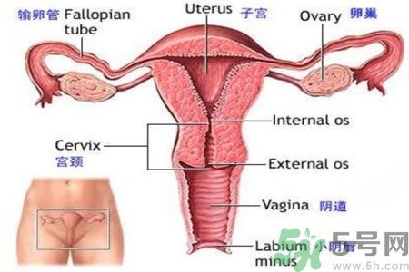 外陰瘙癢如何治療？外陰瘙癢可以用什么藥？？
