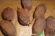 草果是什么？草果的功效與作用