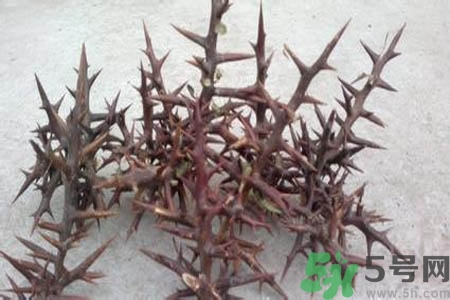 皂角刺的藥用價(jià)值是什么？皂角刺的功效與作用有哪些？