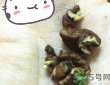 三只松鼠多少錢一袋？三只松鼠價(jià)格