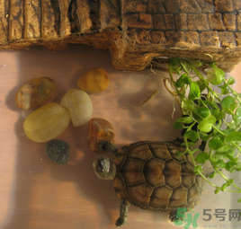 家里養(yǎng)烏龜好不好？家里養(yǎng)烏龜有什么講究？