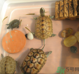 家里養(yǎng)烏龜好不好？家里養(yǎng)烏龜有什么講究？