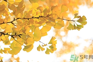 秋燥吃什么好？秋燥怎么辦？