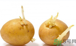 土豆發(fā)芽了還能吃嗎？發(fā)芽的土豆吃了會怎么樣？