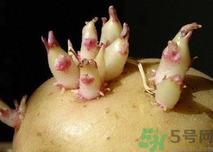 土豆發(fā)芽了還能吃嗎？發(fā)芽的土豆吃了會怎么樣？
