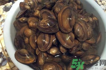 如何挑選河蚌？河蚌的營養(yǎng)價值？