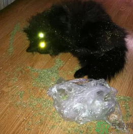 貓薄荷怎么用？貓薄荷和薄荷的區(qū)別