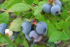藍(lán)莓怎么洗？藍(lán)莓可以怎么吃？