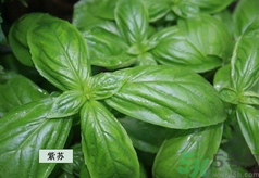 孕婦可以吃紫蘇嗎？孕婦吃紫蘇的好處及注意事項