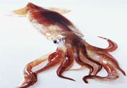 魷魚怎么處理？干魷魚怎么泡發(fā)？