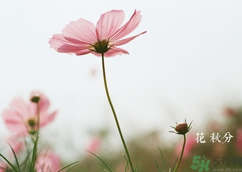 秋分吃什么？秋分吃什么水果？