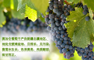 黑加侖皮能吃嗎？黑加侖皮的功效