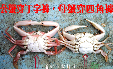 九月份吃公蟹還是母蟹？公蟹和母蟹哪個更好吃？
