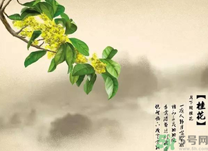 喝桂花酒有什么好處?桂花酒的功效與作用 喝桂花酒有什么好處?桂花酒的功效與作用