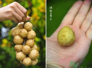 吃龍功果會(huì)上火嗎？龍功果的功效