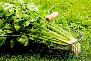 芹菜汁能去斑嗎？芹菜汁可以做面膜嗎？