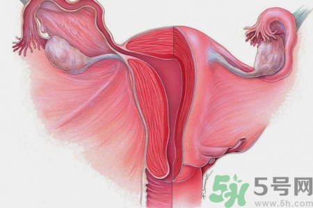 子宮移位的原因是什么？子宮移位的癥狀有哪些？