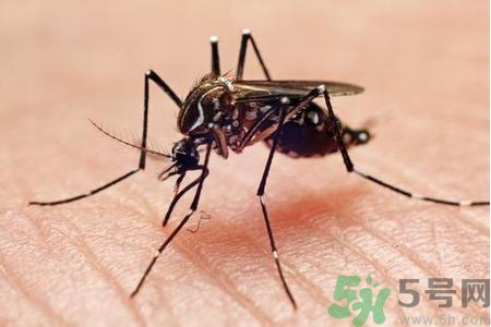 寨卡病毒是如何傳播的？寨卡病毒傳播途徑是什么？