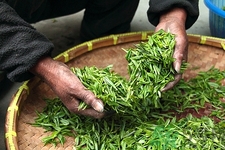 香蕉和綠茶可以一起吃嗎?香蕉和綠茶一起吃好嗎
