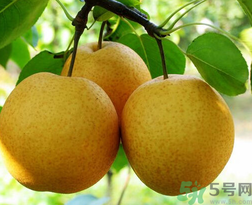吃梨會(huì)發(fā)胖嗎？吃梨子有什么好處？