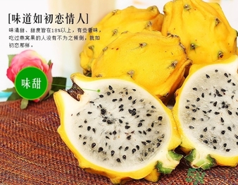 黃龍果多少錢一斤？黃龍果的功效作用