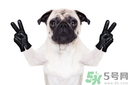 狗狗吃什么最好？狗狗不能吃的食物有哪些？