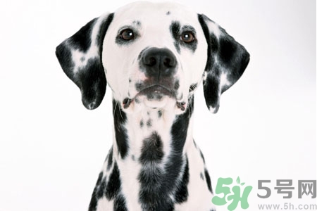狗狗怎么訓(xùn)練？狗狗怎么喂養(yǎng)？