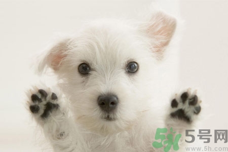 狗狗咳嗽怎么回事？狗狗咳嗽怎么辦？