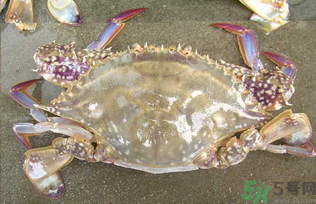 河蟹死了還能吃嗎？河蟹死了多久還能吃？