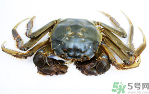 河蟹死了還能吃嗎？河蟹死了多久還能吃？