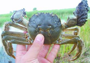 盤錦河蟹什么時候最好？盤錦河蟹什么時候最肥？