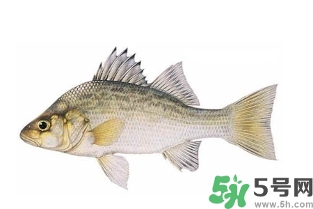 秋季適合吃什么魚(yú)？秋季吃魚(yú)的好處？