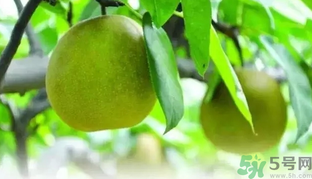 吃梨子喝水會(huì)拉肚子嗎？吃完梨子能喝水嗎？