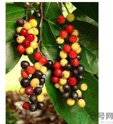 五月茶的功效 五月茶怎么吃？