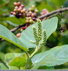 五月茶的功效 五月茶怎么吃？