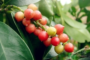 五月茶的功效 五月茶怎么吃？