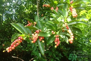 五月茶的功效 五月茶怎么吃？