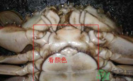 梭子蟹怎么挑選？梭子蟹挑選圖解