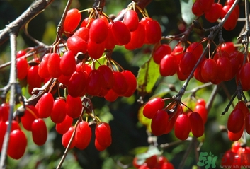 茱萸是什么？重陽節(jié)為什么要插茱萸？